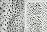 1 Yard Hi Multi Chiffon Animal Print Fabric, 57/58? Wide 100% Polyester