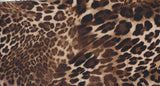 DTY Brushed Animal Print Fabric Soft Stretch Knit, 58/60” Wide for Apparel & Crafts