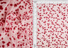 1 Yard Floral Flocking Mesh Fabric, 56/57? Wide Polyester Spandex Blend