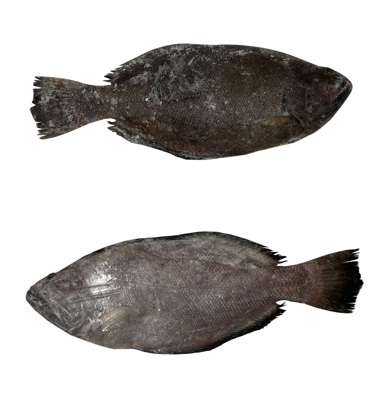 Halibut