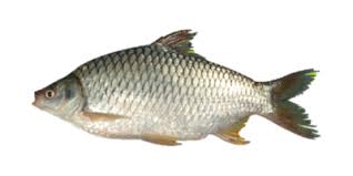 Shorputi 2 KG