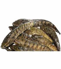 TAKI BIG 500GM