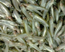 CHELAPATA 250GM