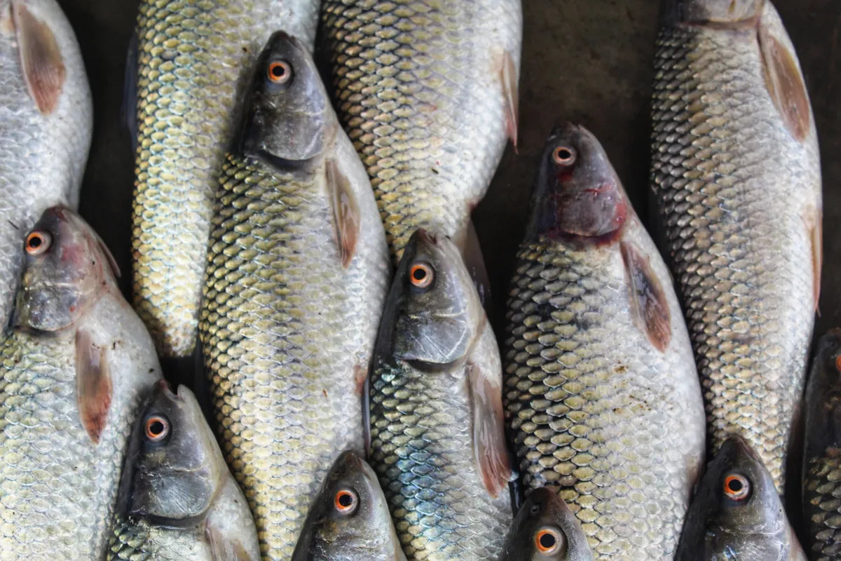 Mrigal - 7 lb - 18 lb $4.75/lb - 5.50/lb