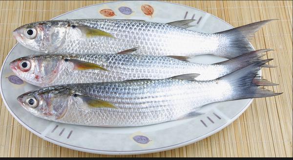 Mullet Fish Tray