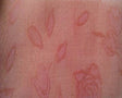 Organza Jacquard D#WG050152 Pink Organza Fabric - Floral, 57/58" Width